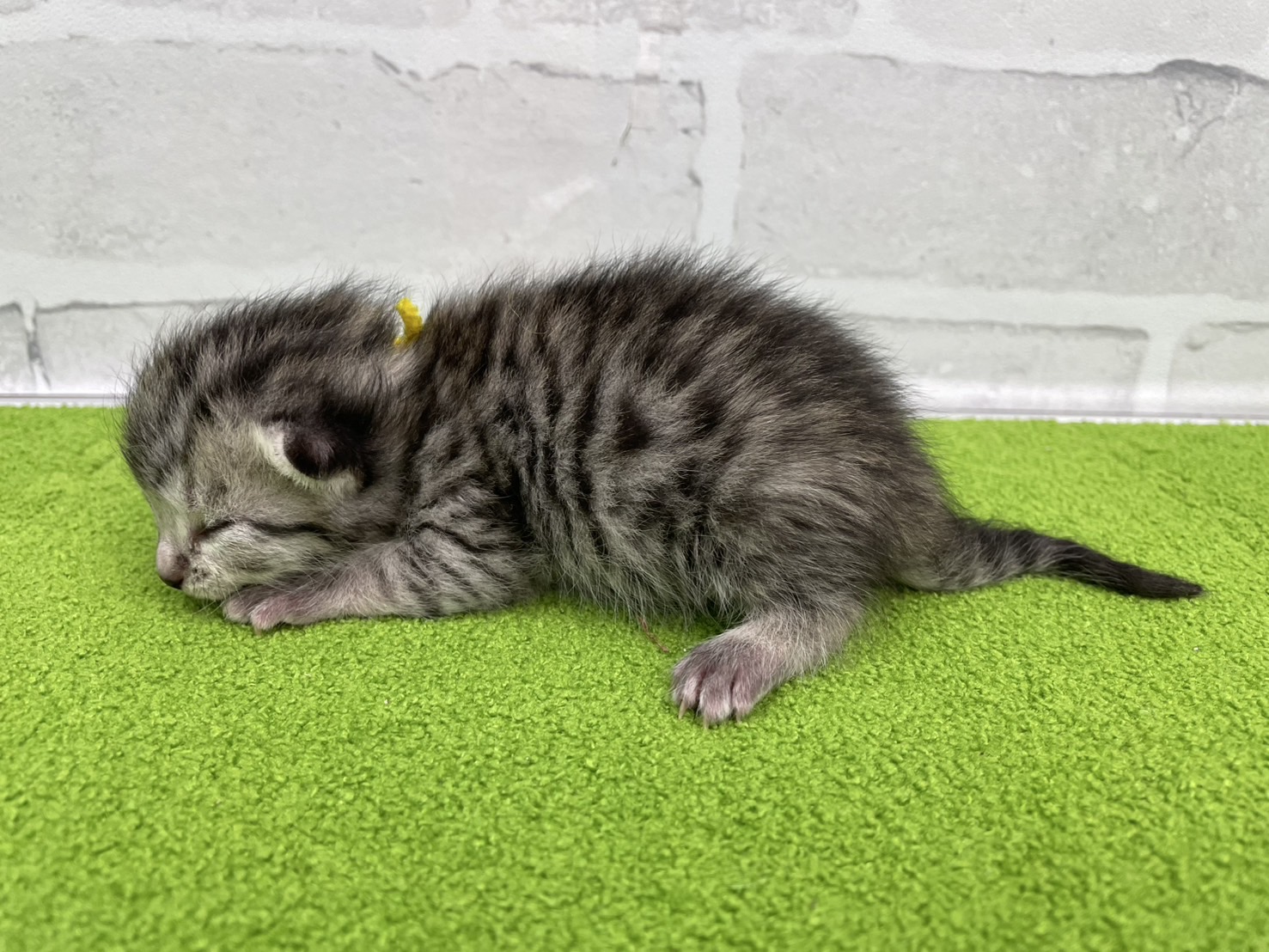 赤ちゃん写真1-2