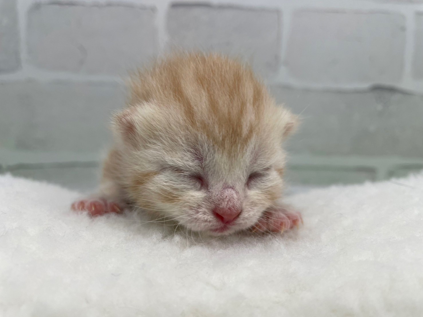 スコティッシュフォールド