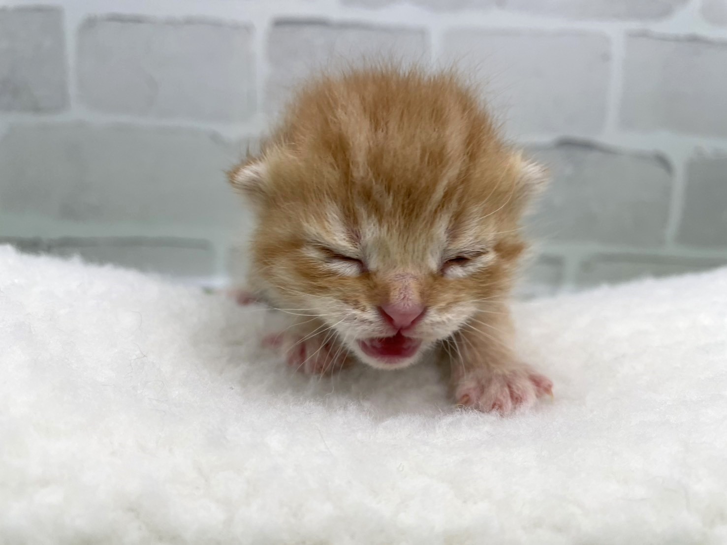 スコティッシュフォールド