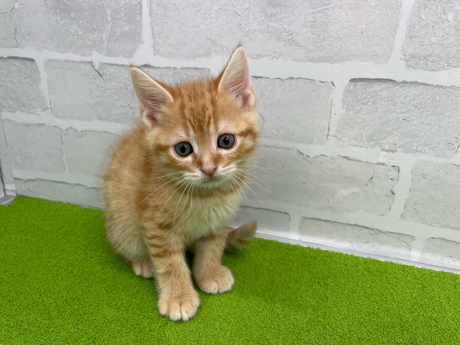 スコティッシュフォールド