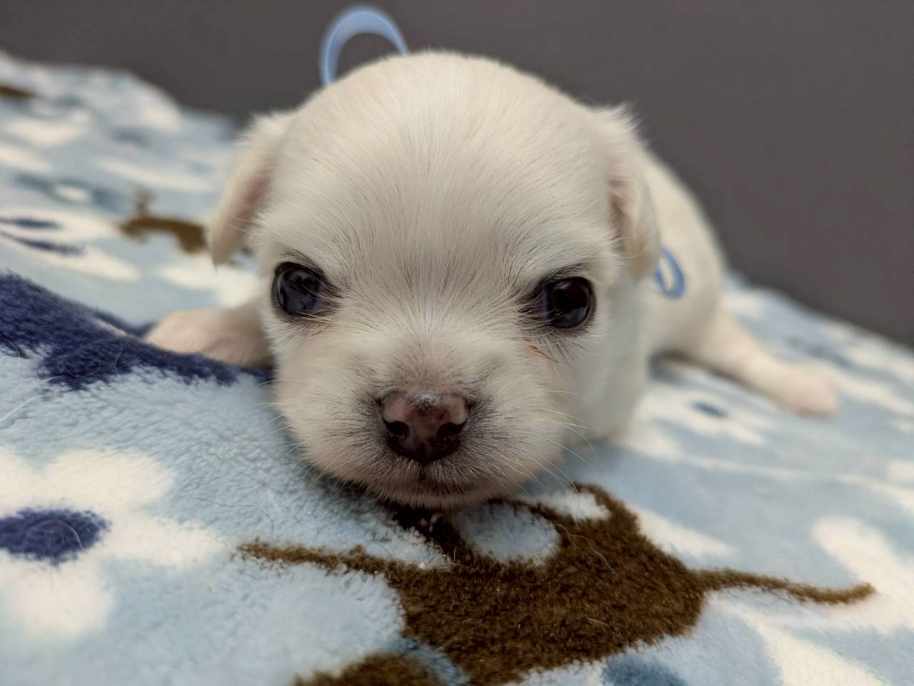 チワワ（ロングコート）