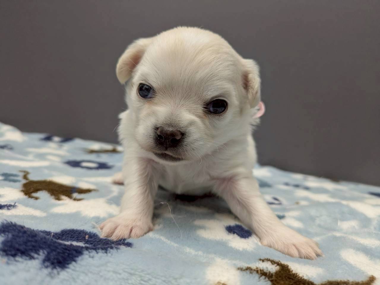 チワワ（ロングコート）