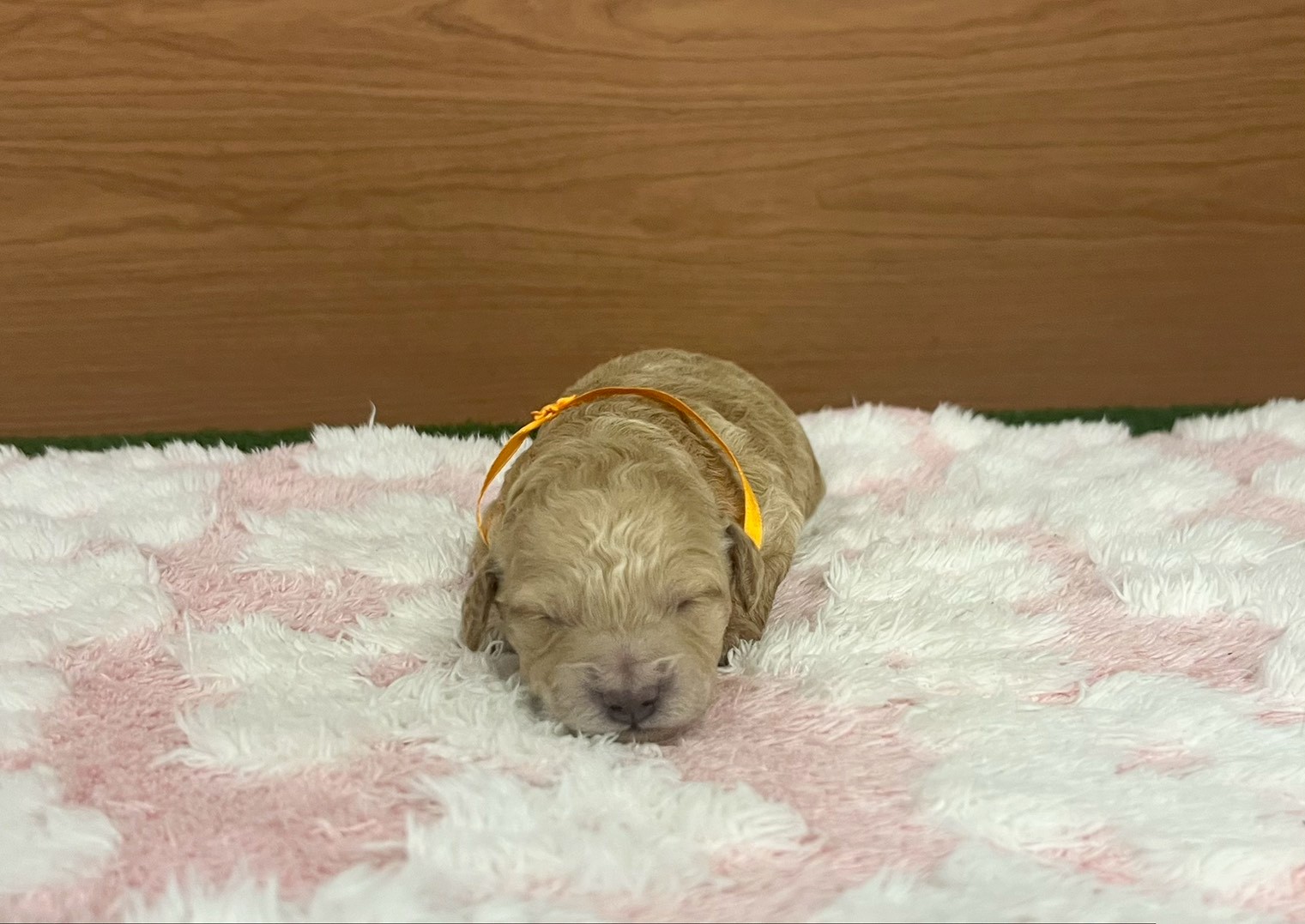 トイ・プードル