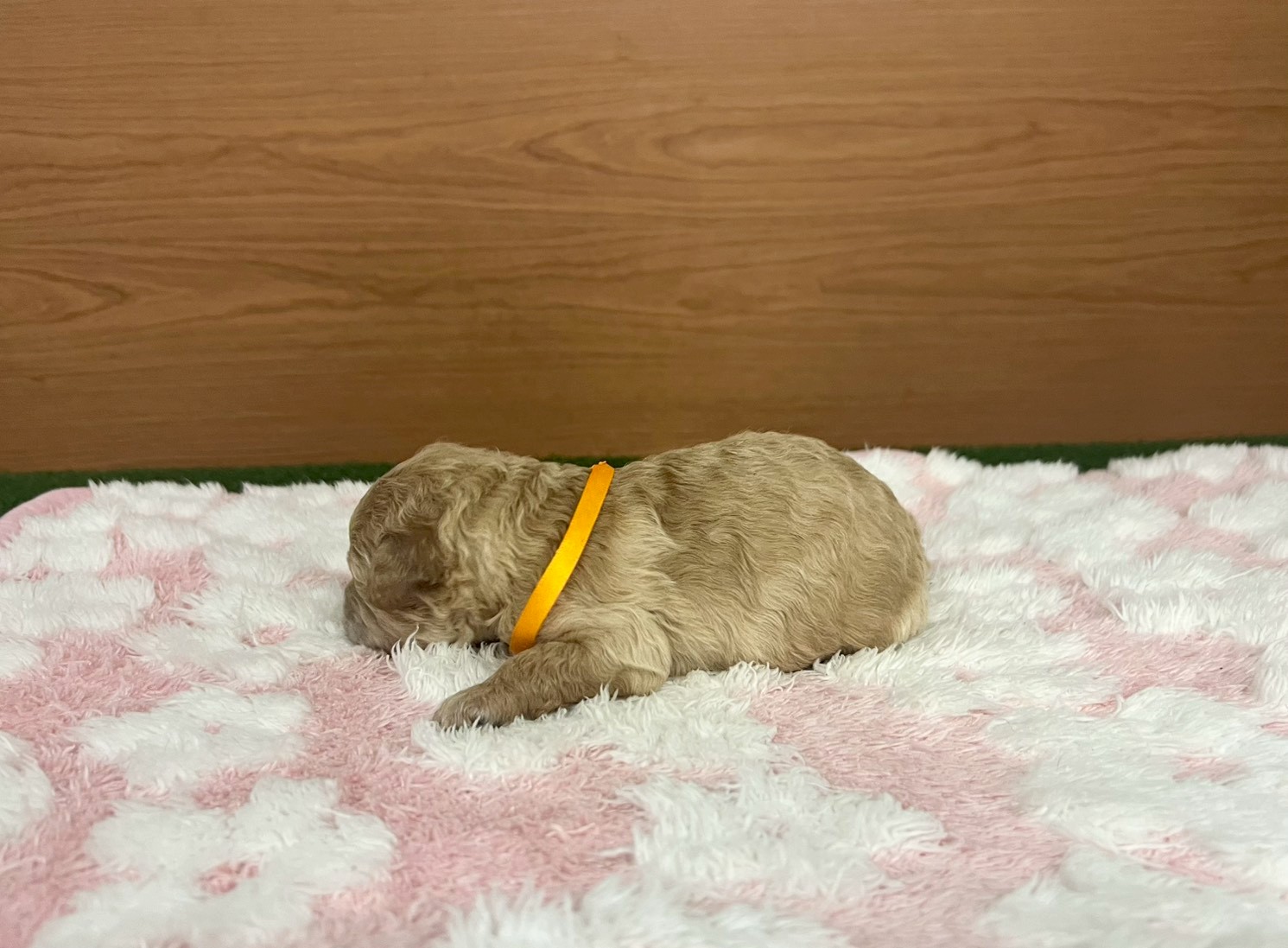 赤ちゃん写真1-2