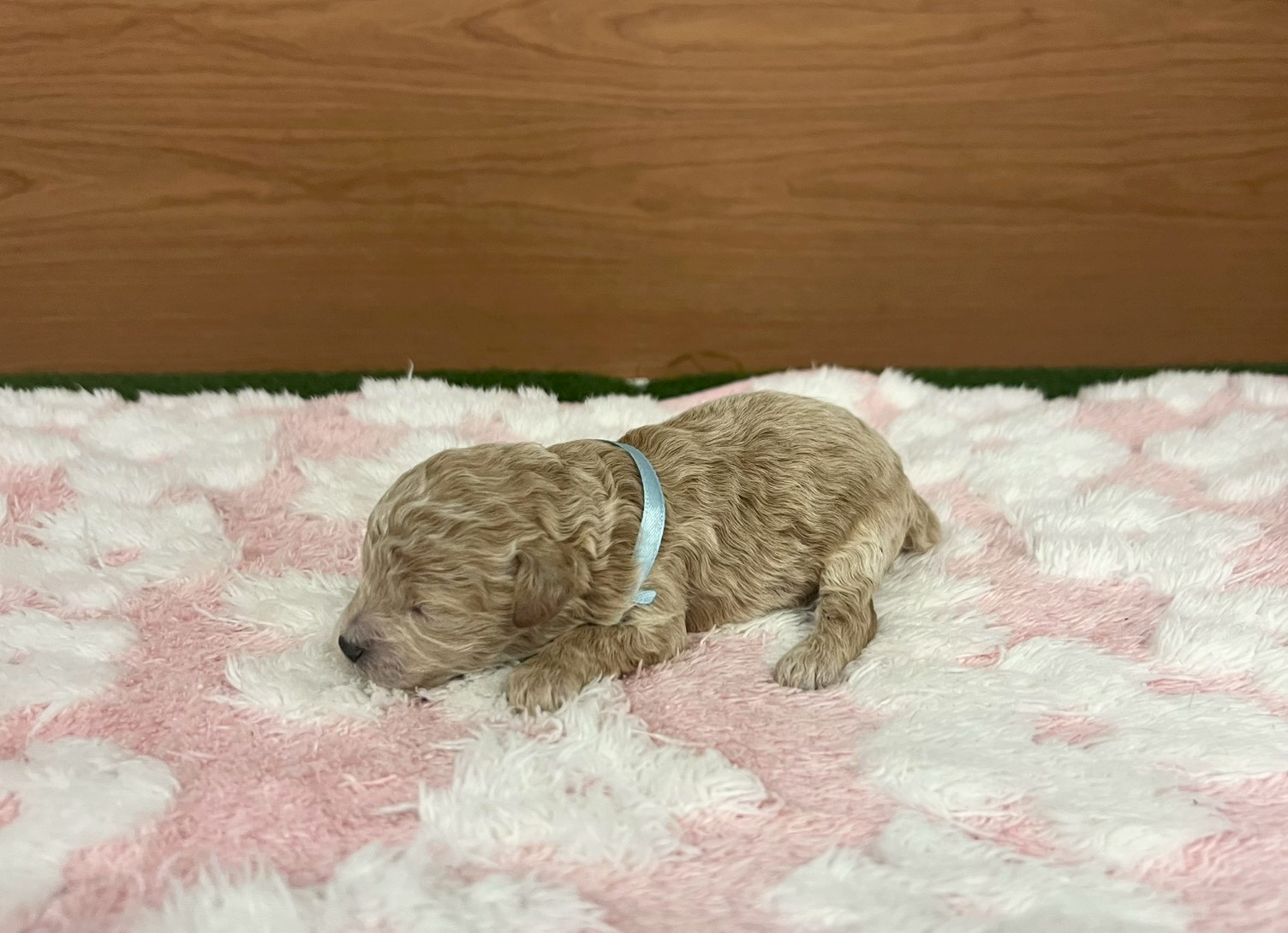 赤ちゃん写真1-2