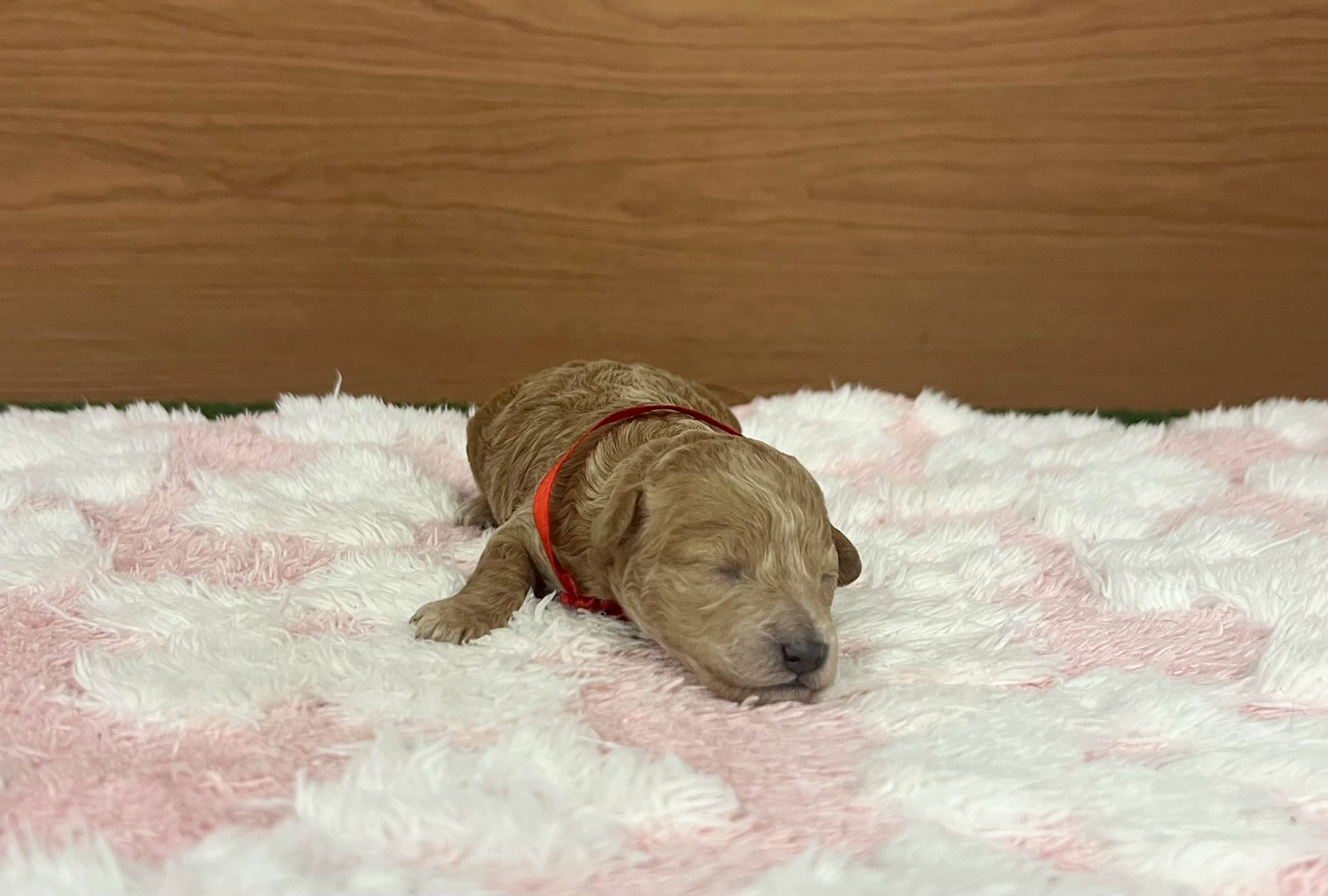 赤ちゃん写真1-1