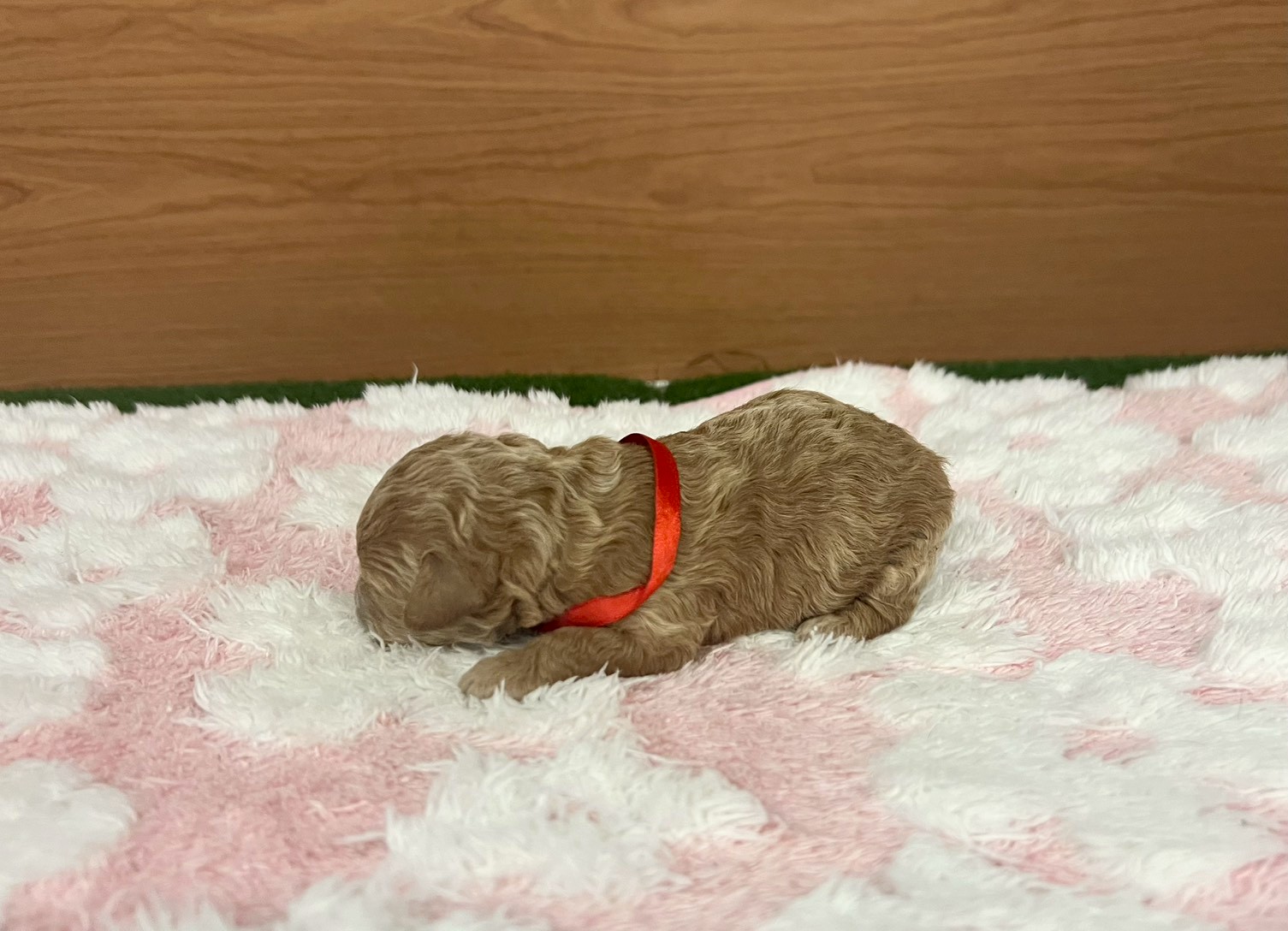 赤ちゃん写真1-2