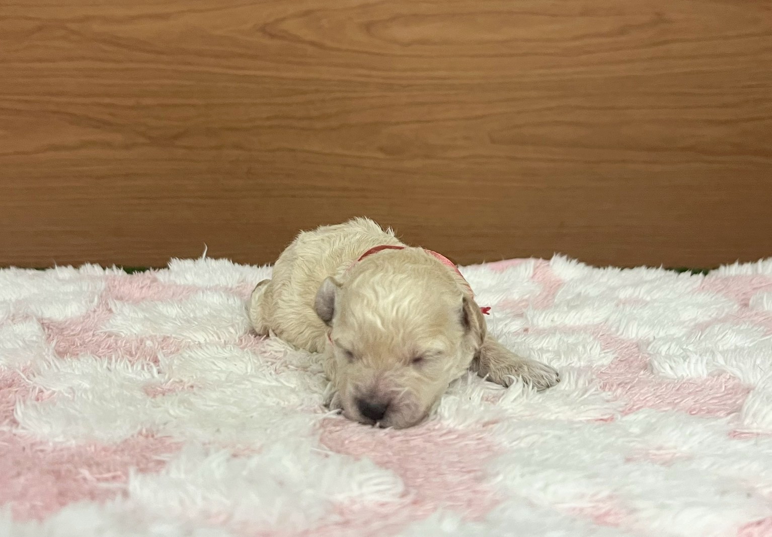 赤ちゃん写真1-1