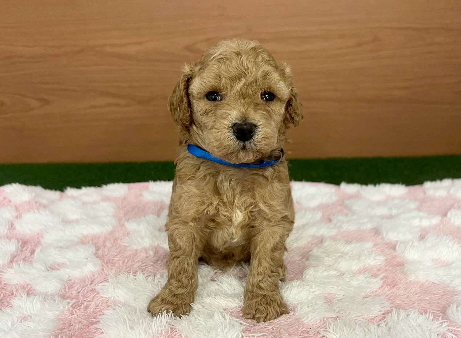 トイ・プードル