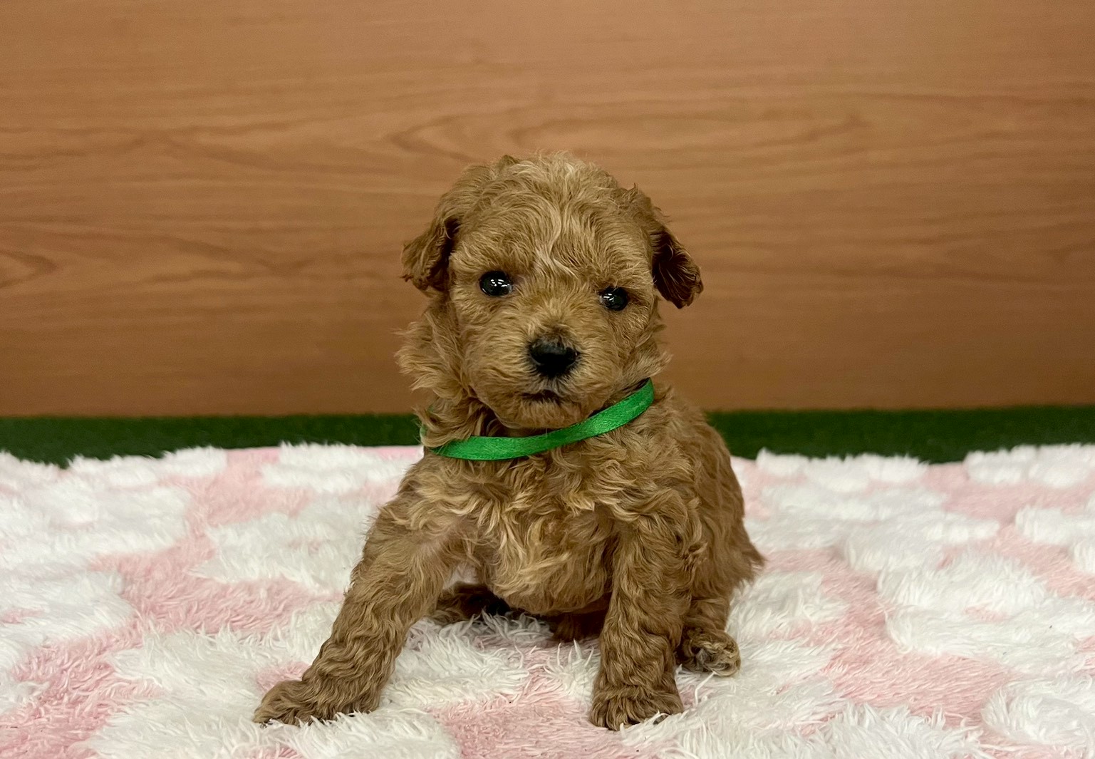 トイ・プードル