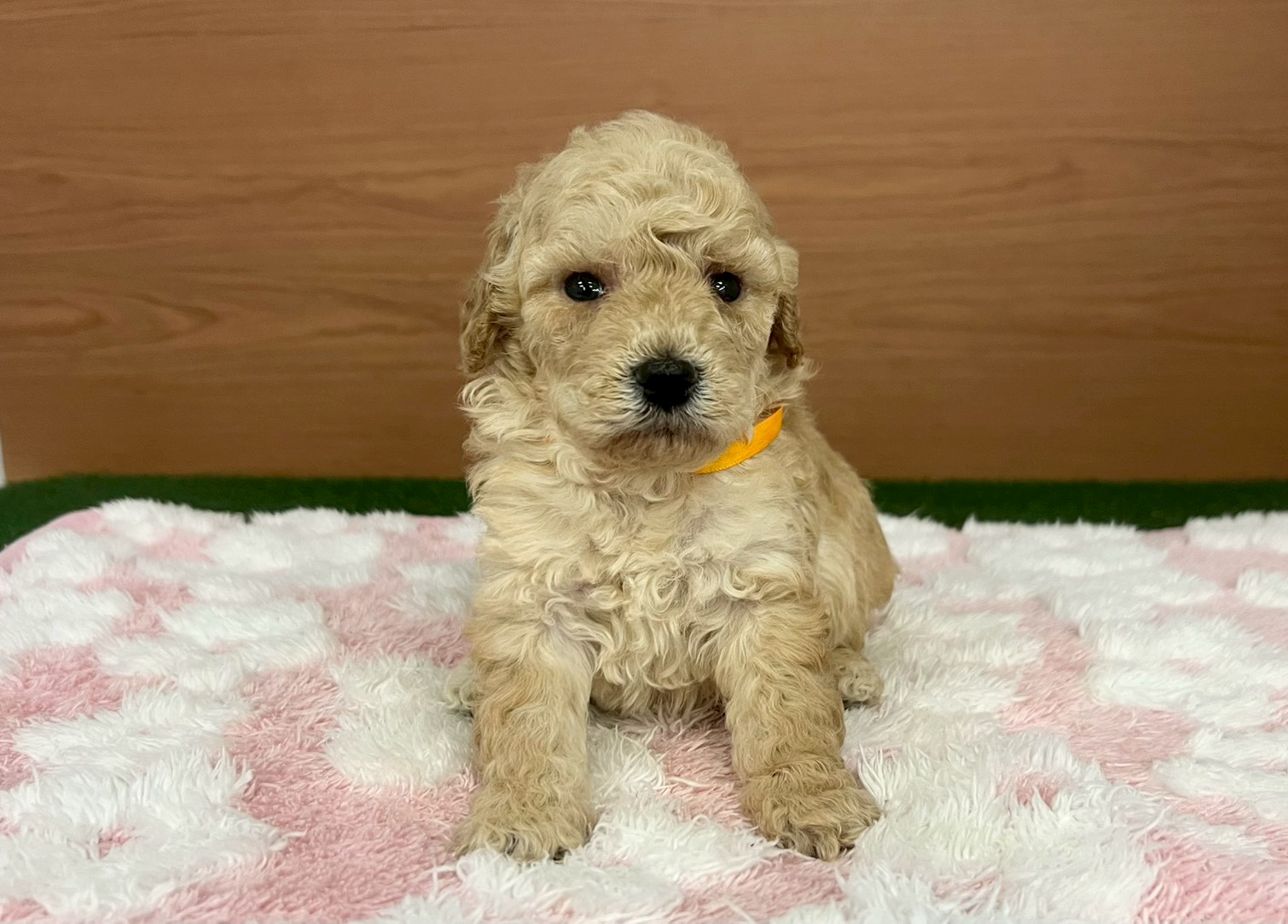 トイ・プードル