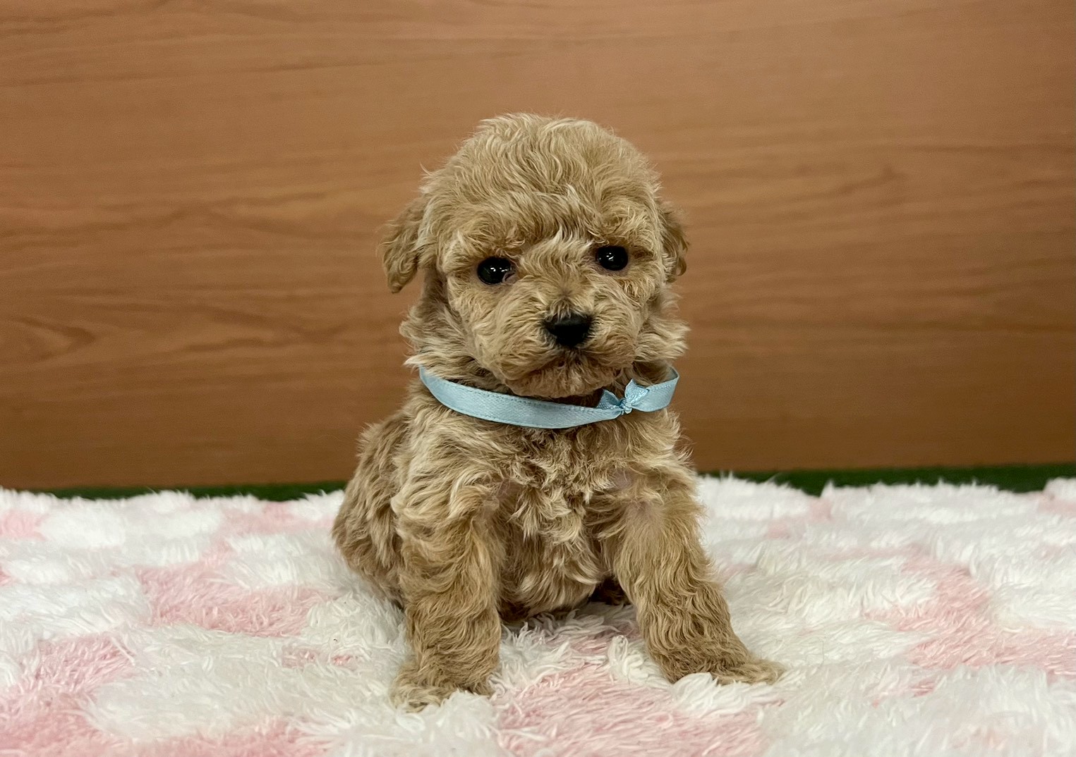 トイ・プードル