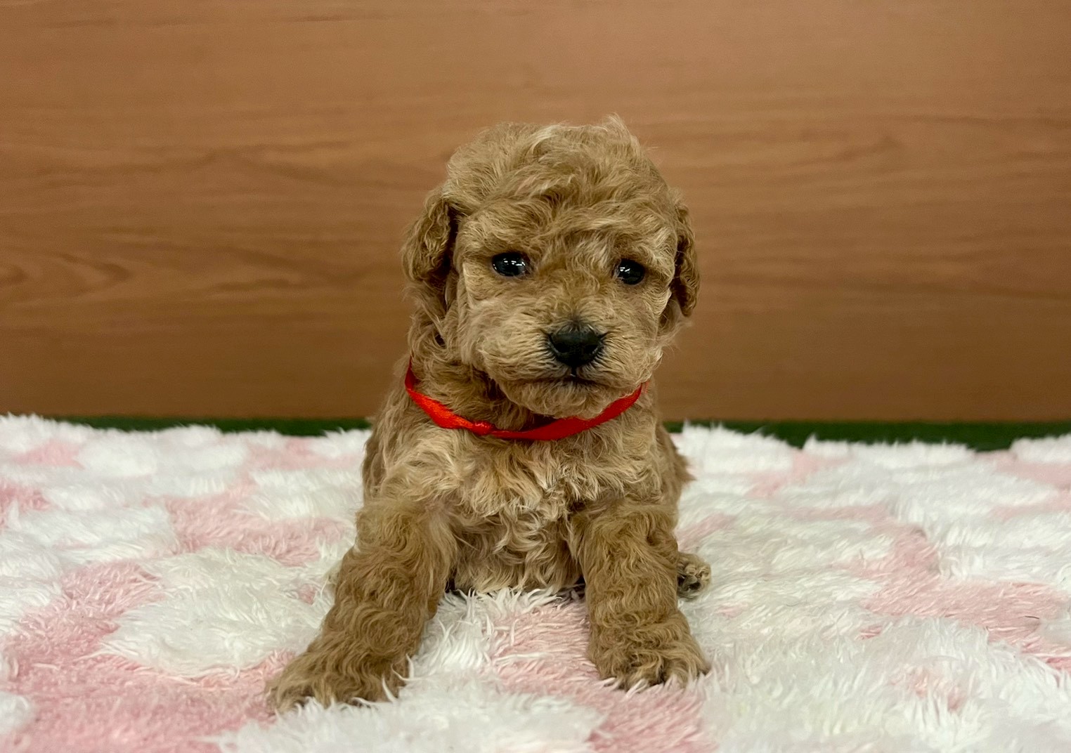 トイ・プードル