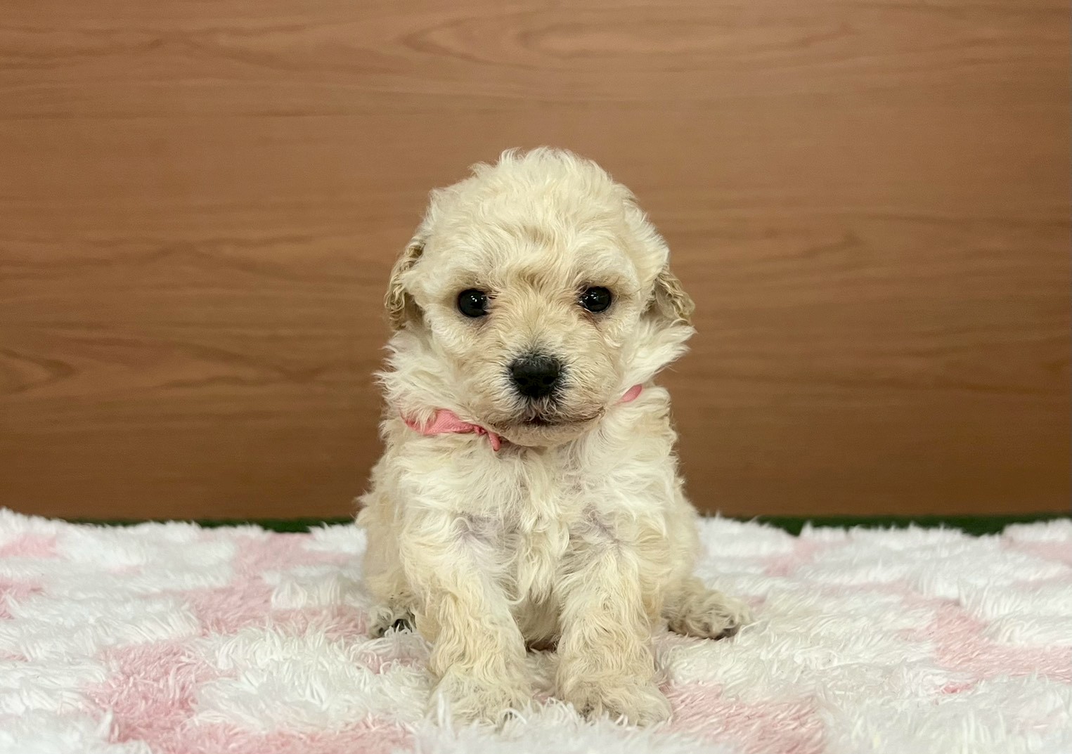 トイ・プードル