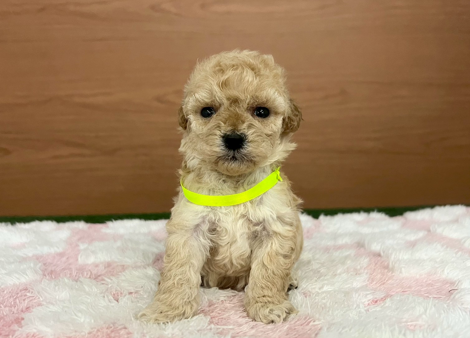 トイ・プードル