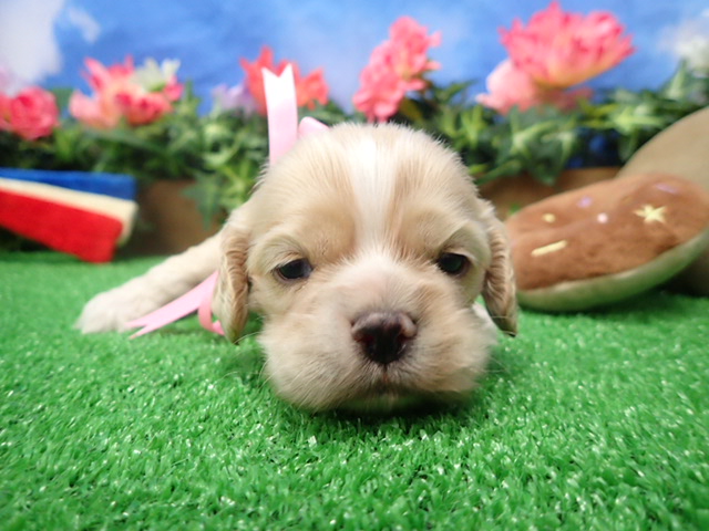 アメリカン・コッカースパニエル