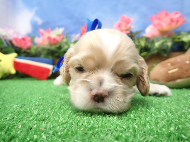 アメリカン・コッカースパニエル