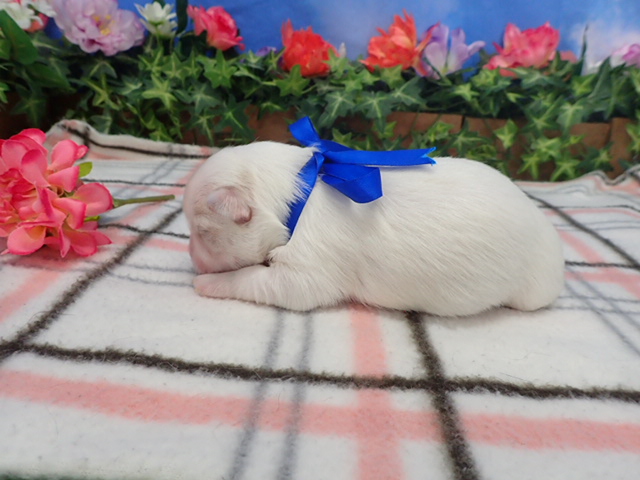 赤ちゃん写真1-2