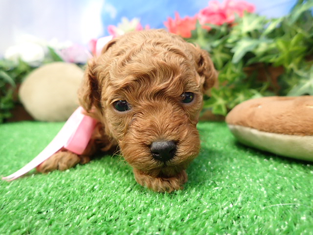 トイ・プードル