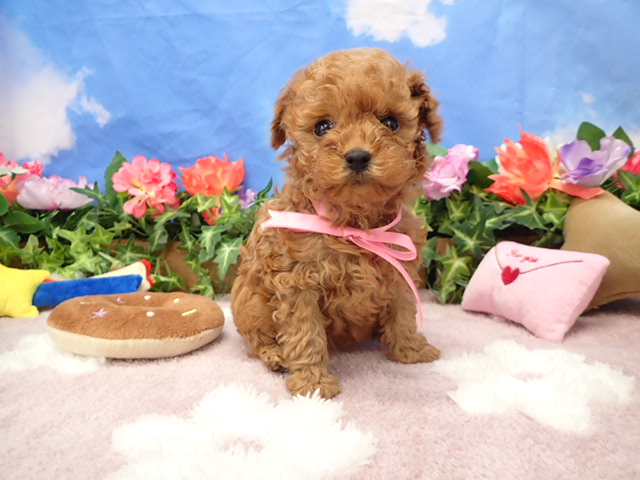 トイ・プードル