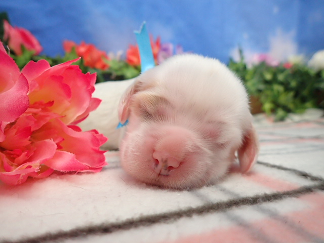 アメリカン・コッカースパニエル