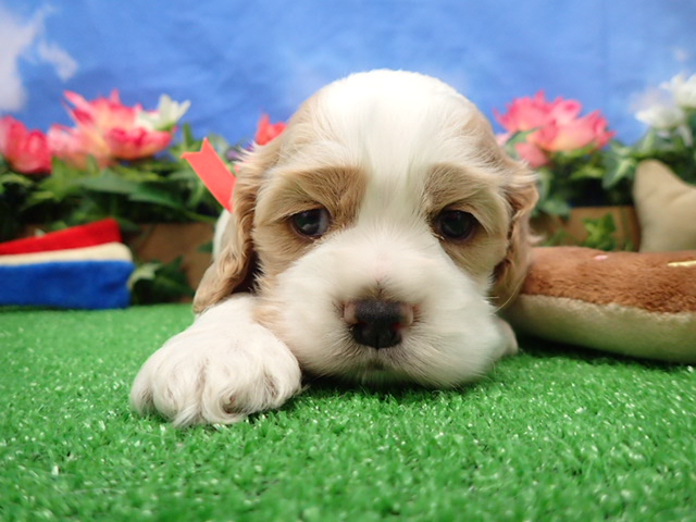 アメリカン・コッカースパニエル