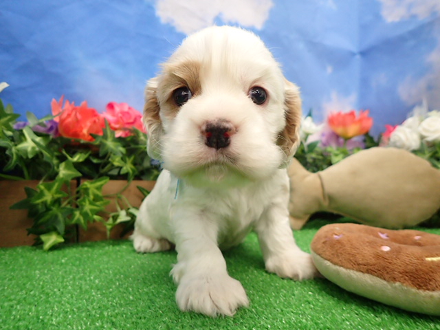 アメリカン・コッカースパニエル