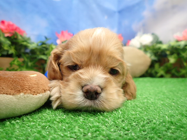 アメリカン・コッカースパニエル