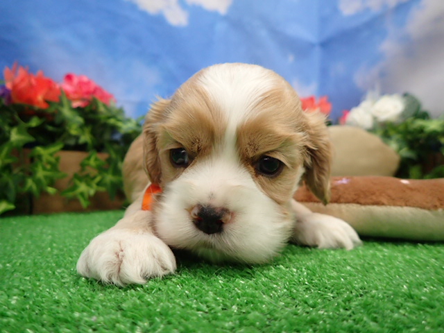 アメリカン・コッカースパニエル