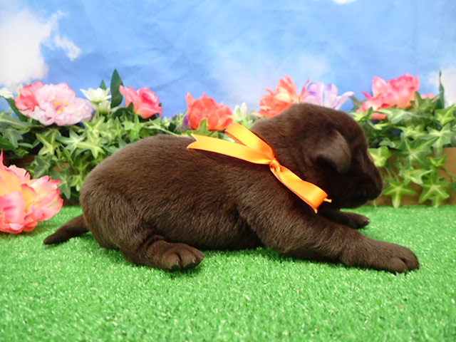 赤ちゃん写真1-2