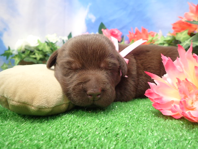 赤ちゃん写真1-1