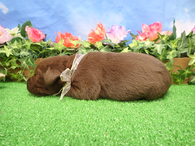 赤ちゃん写真1-2