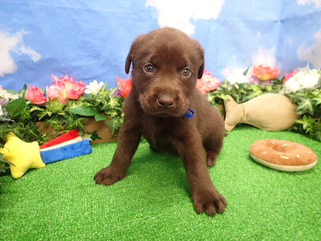 ラブラドール・レトリバー