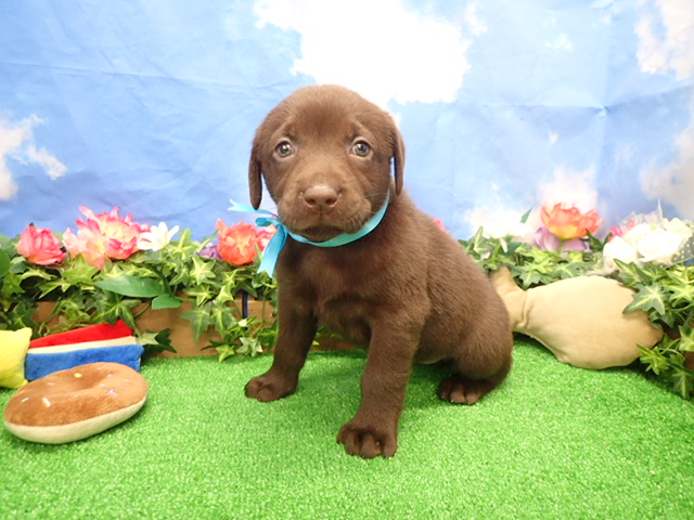 ラブラドール・レトリバー