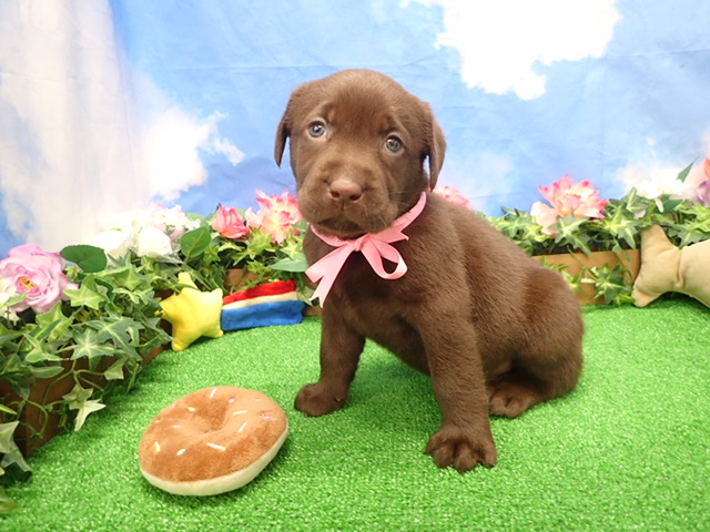 ラブラドール・レトリバー