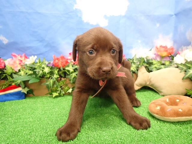 ラブラドール・レトリバー