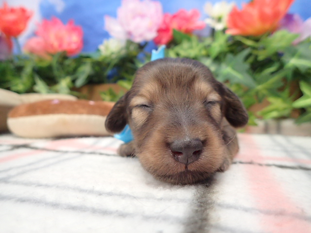 ミニチュア・ダックスフンド