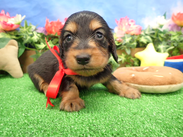 ミニチュア・ダックスフンド