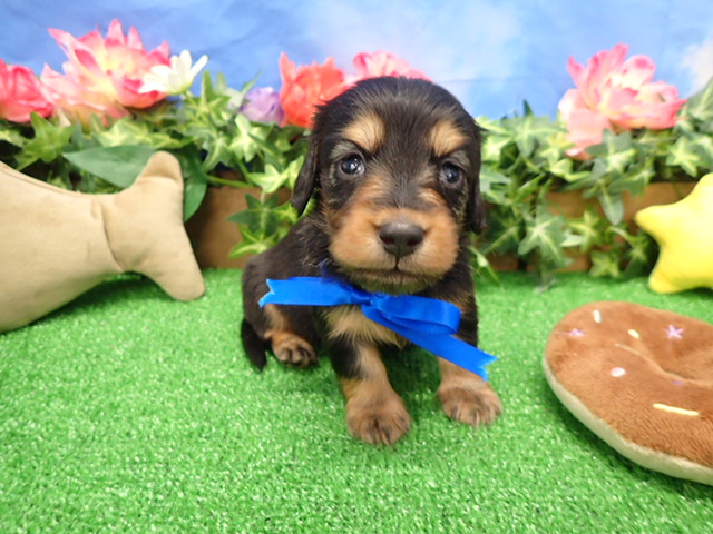 ミニチュア・ダックスフンド