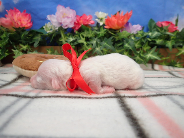 赤ちゃん写真1-2