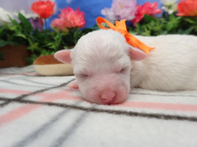 ビション・フリーゼ