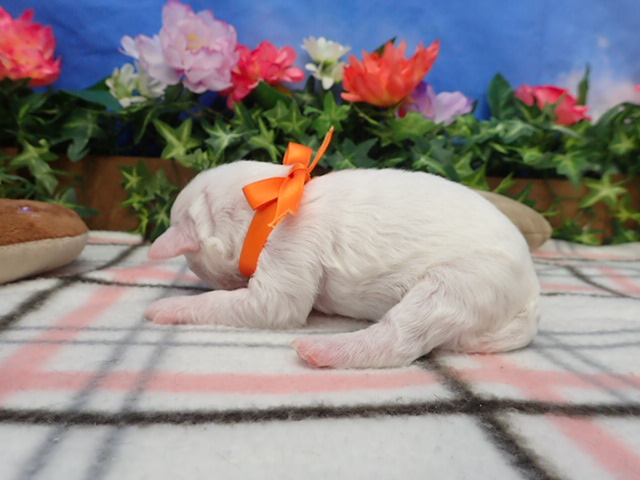 赤ちゃん写真1-2