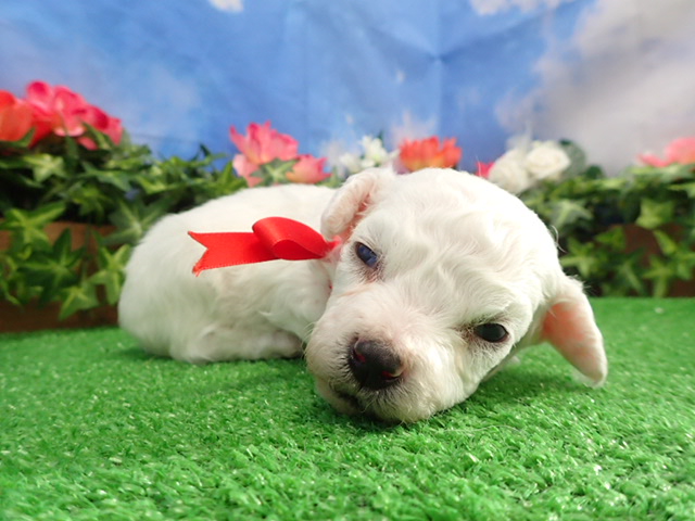 ビション・フリーゼ