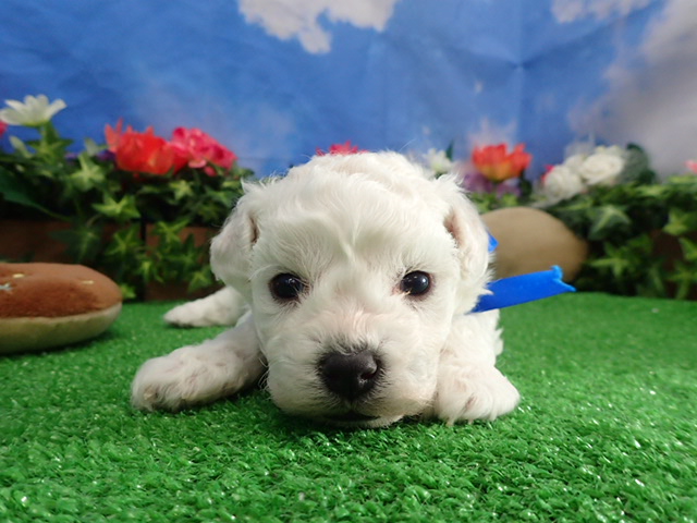 ビション・フリーゼ