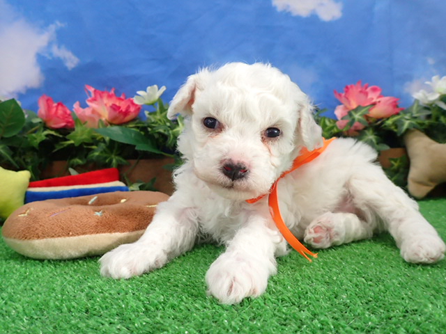 ビション・フリーゼ