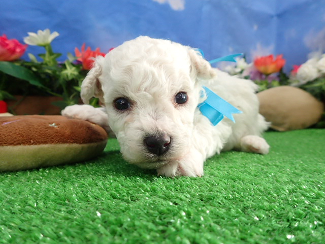 ビション・フリーゼ