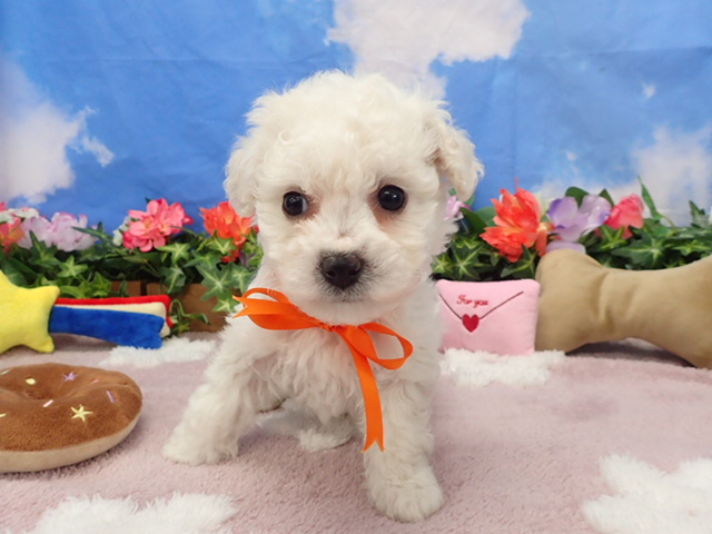 ビション・フリーゼ