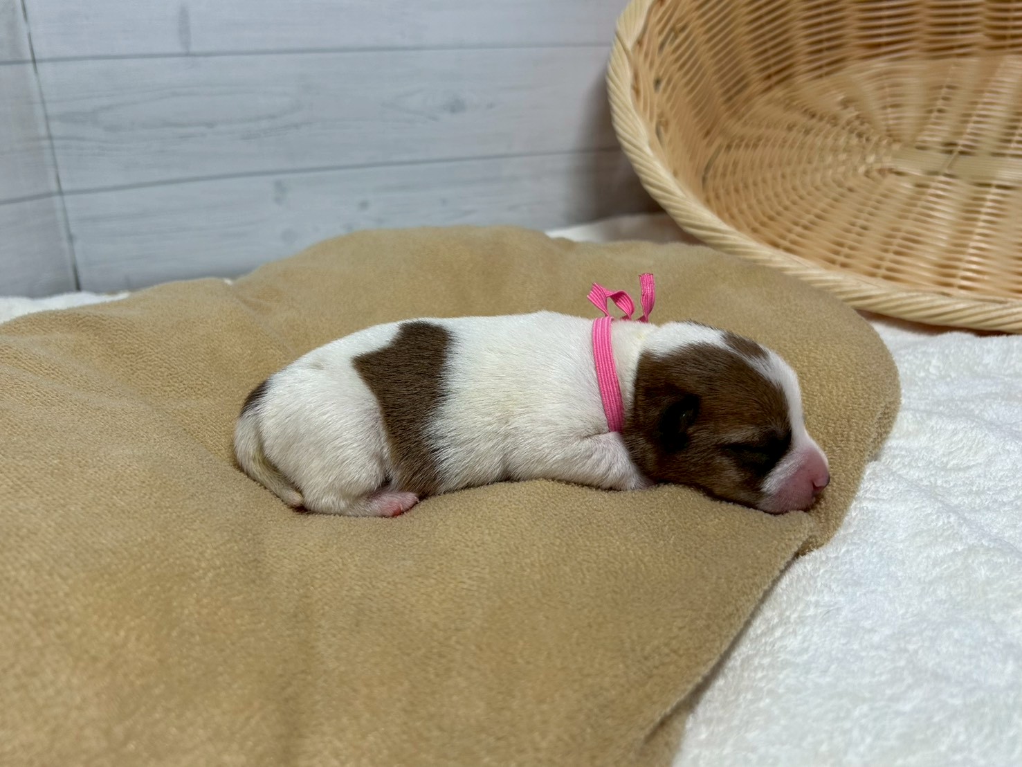 赤ちゃん写真1-2