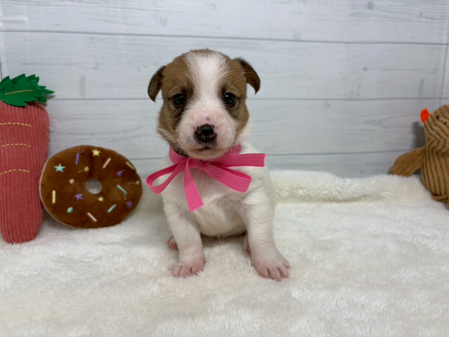 ジャックラッセルテリア