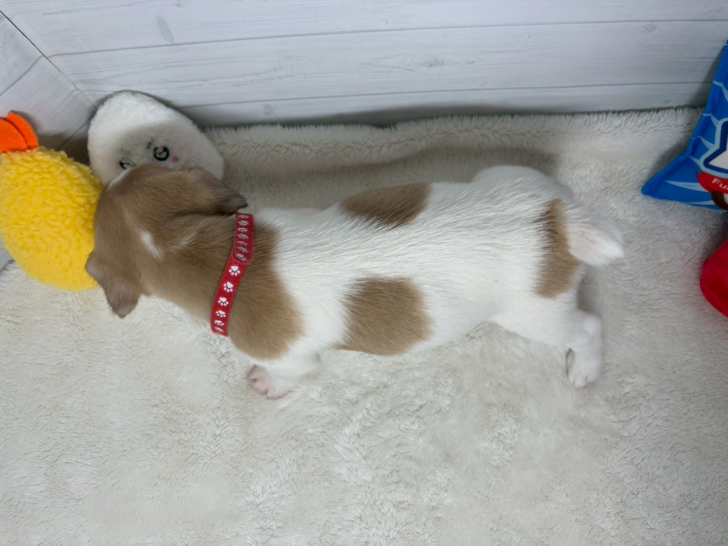 赤ちゃん写真3-3